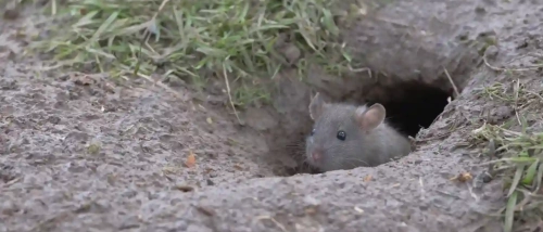 Signs of Rats | Ehrlich Pest Control